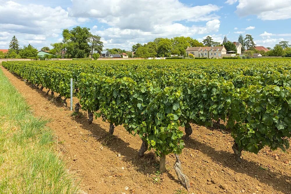 Puligny-Montrachet