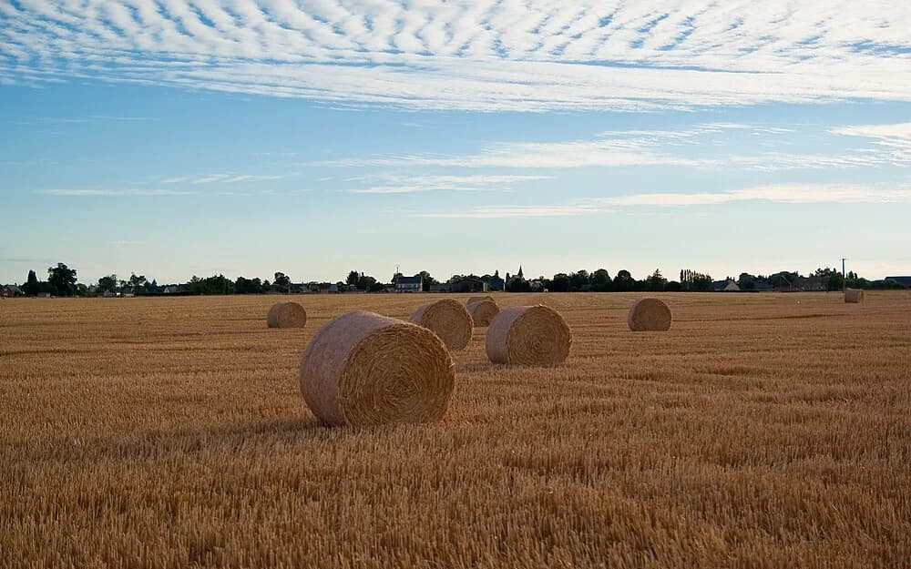 Tournedos-Bois-Hubert