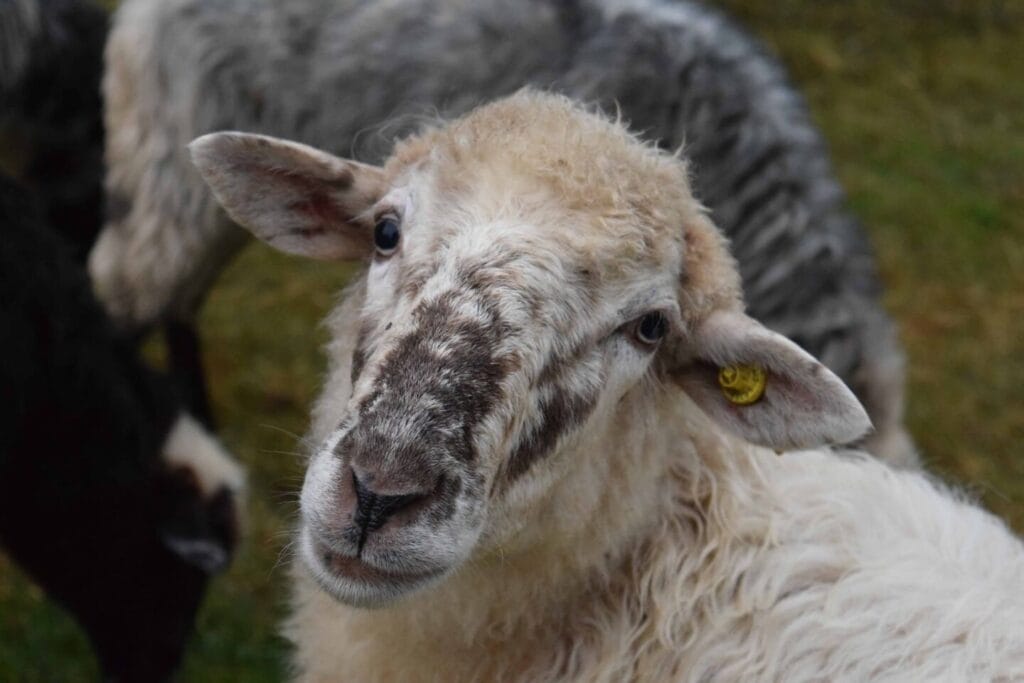 Mouton