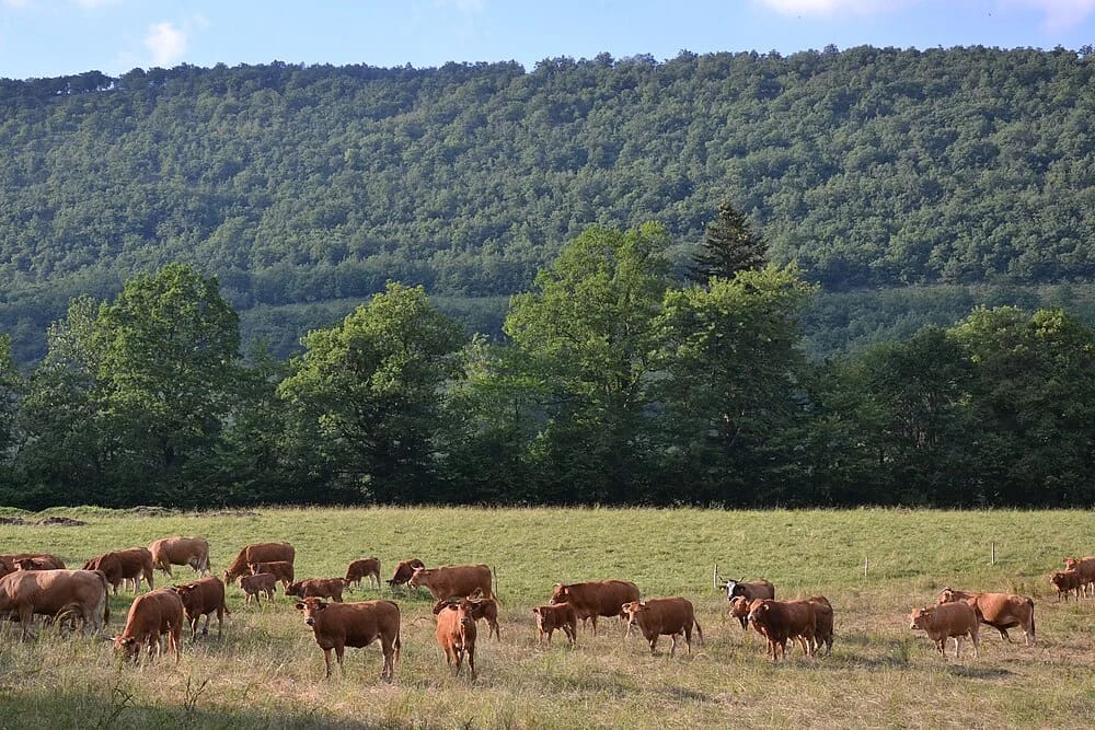 Panneaux solaires à Raissac