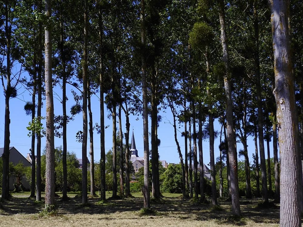 Panneaux solaires à Marcé