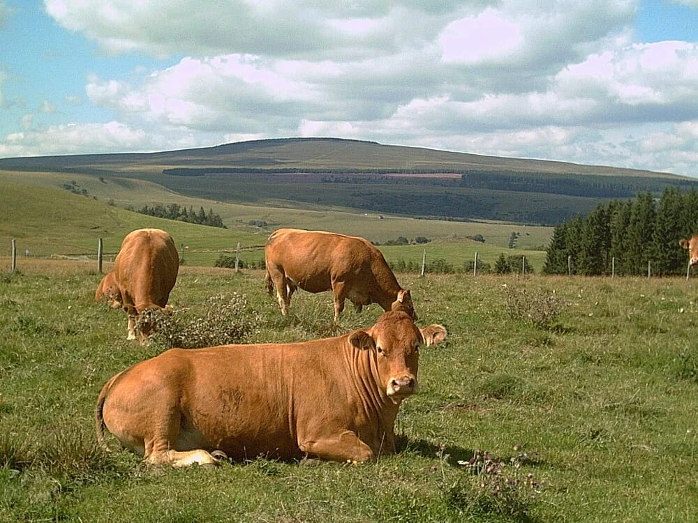 Panneaux solaires à Anzat-le-Luguet