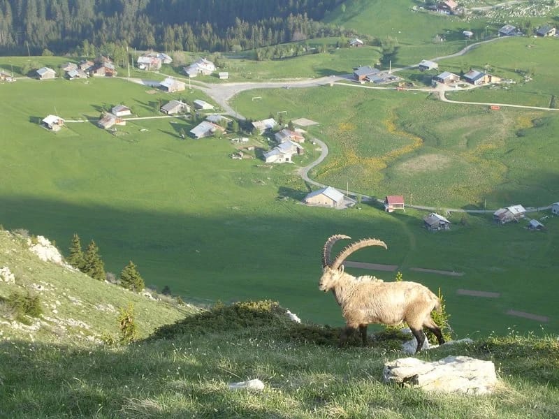 Panneaux solaires à Brizon