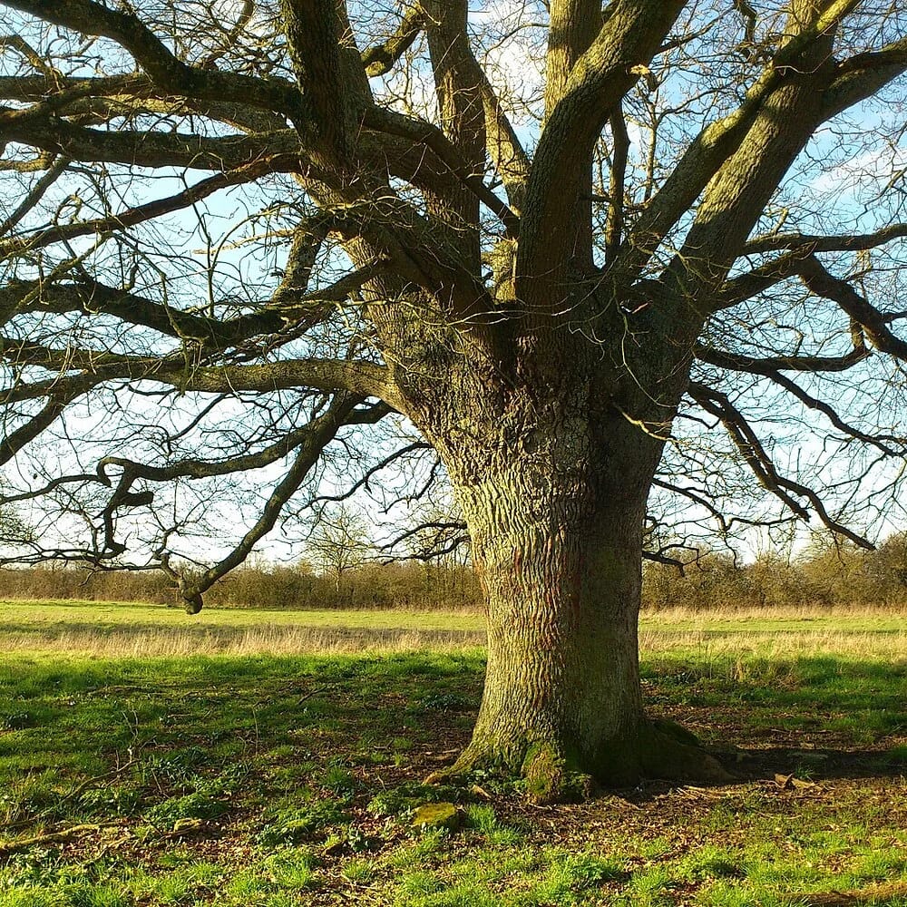 Panneaux solaires à Chenay