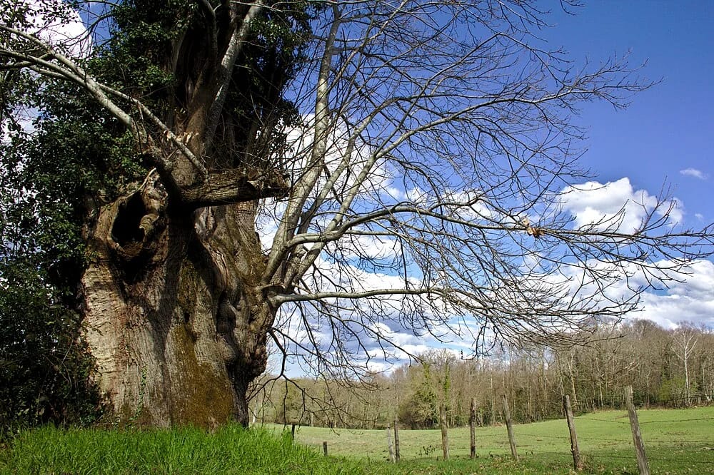 Panneaux solaires à Saint-Sulpice-les-Feuilles