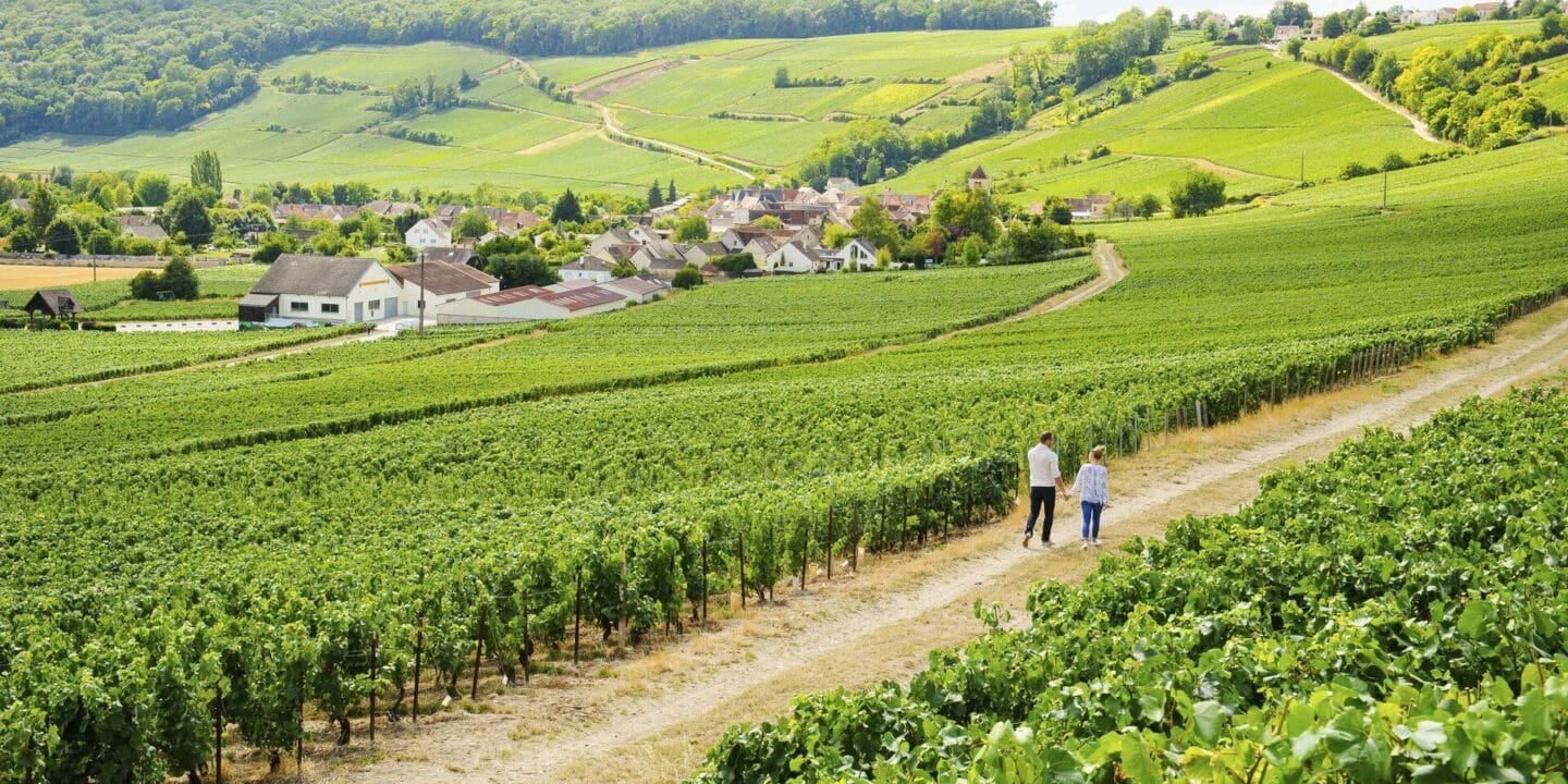 vignobles aisne hauts-de-france vincent colin
